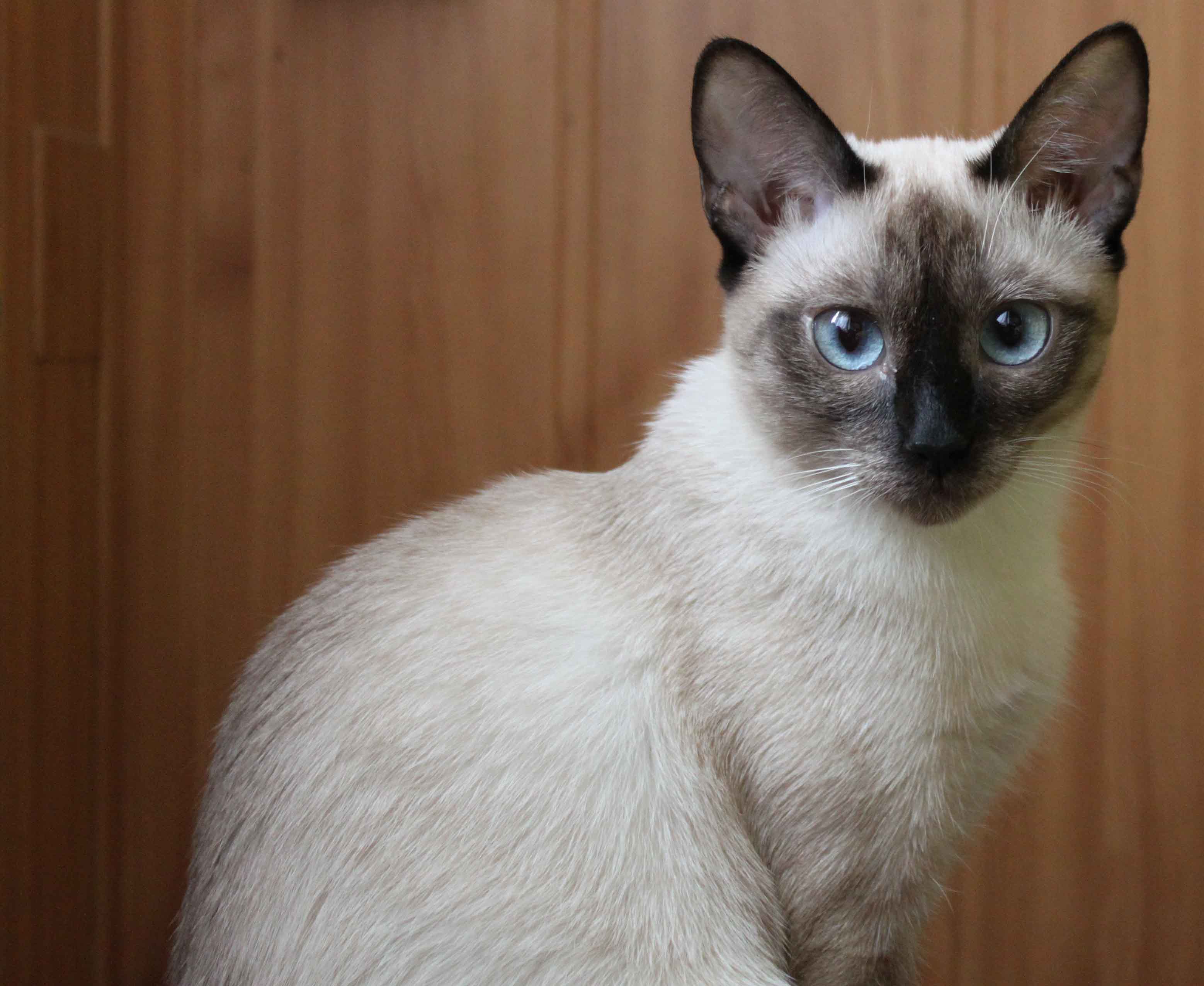 Фотографии кошек породы сиамских кошек
